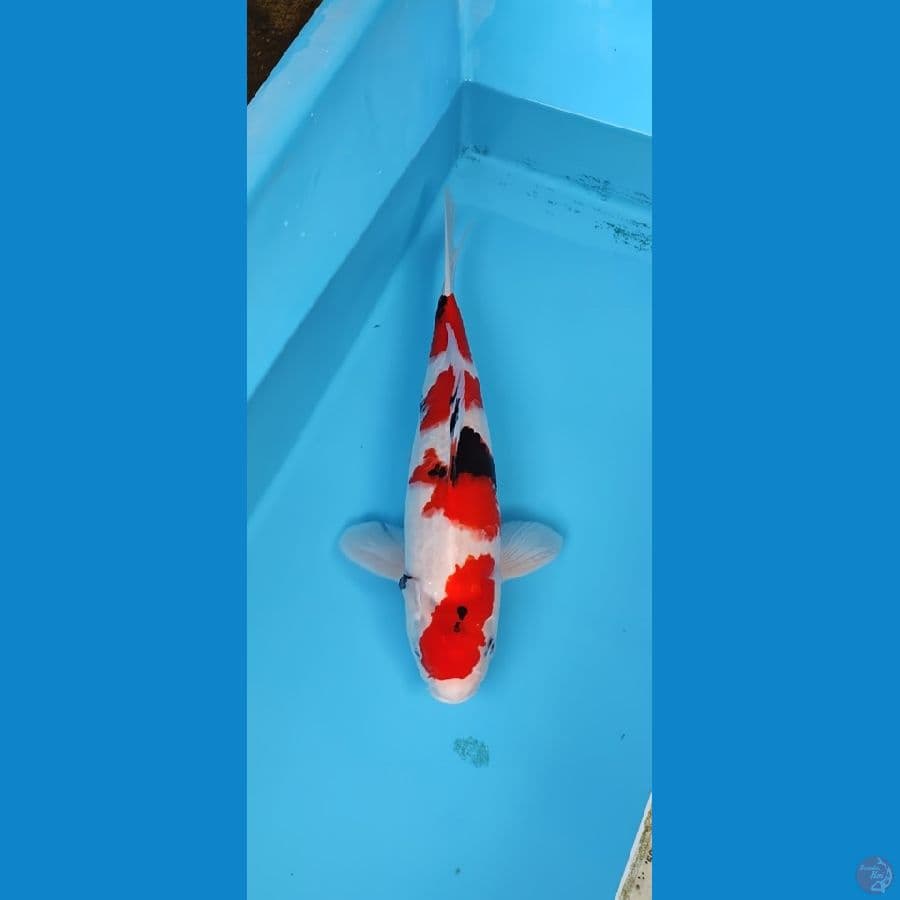 Original showa 45cm jantan, bahan keep