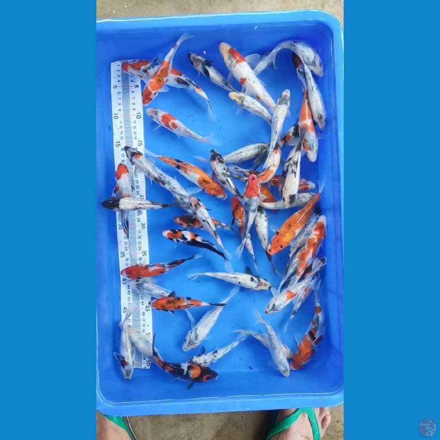 50 E SHOWA SHIRO (12-19CM)