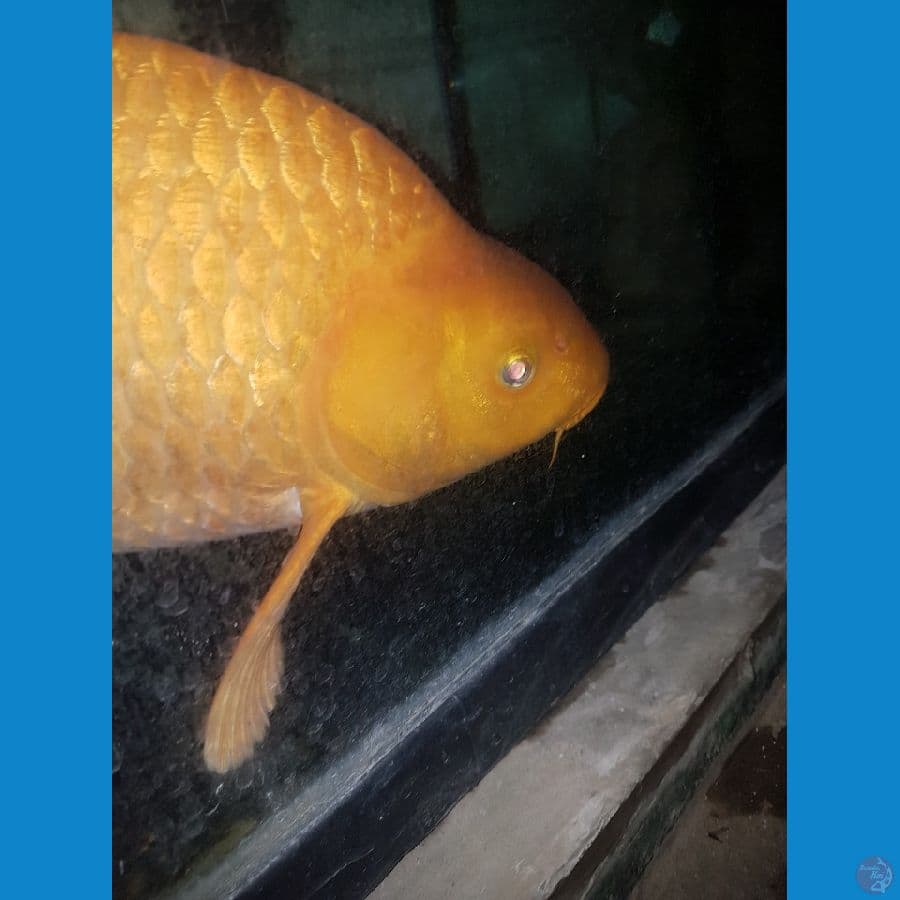 karasi karamel