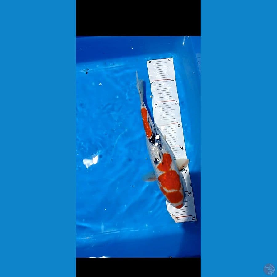 sangke ginrin 28 cm