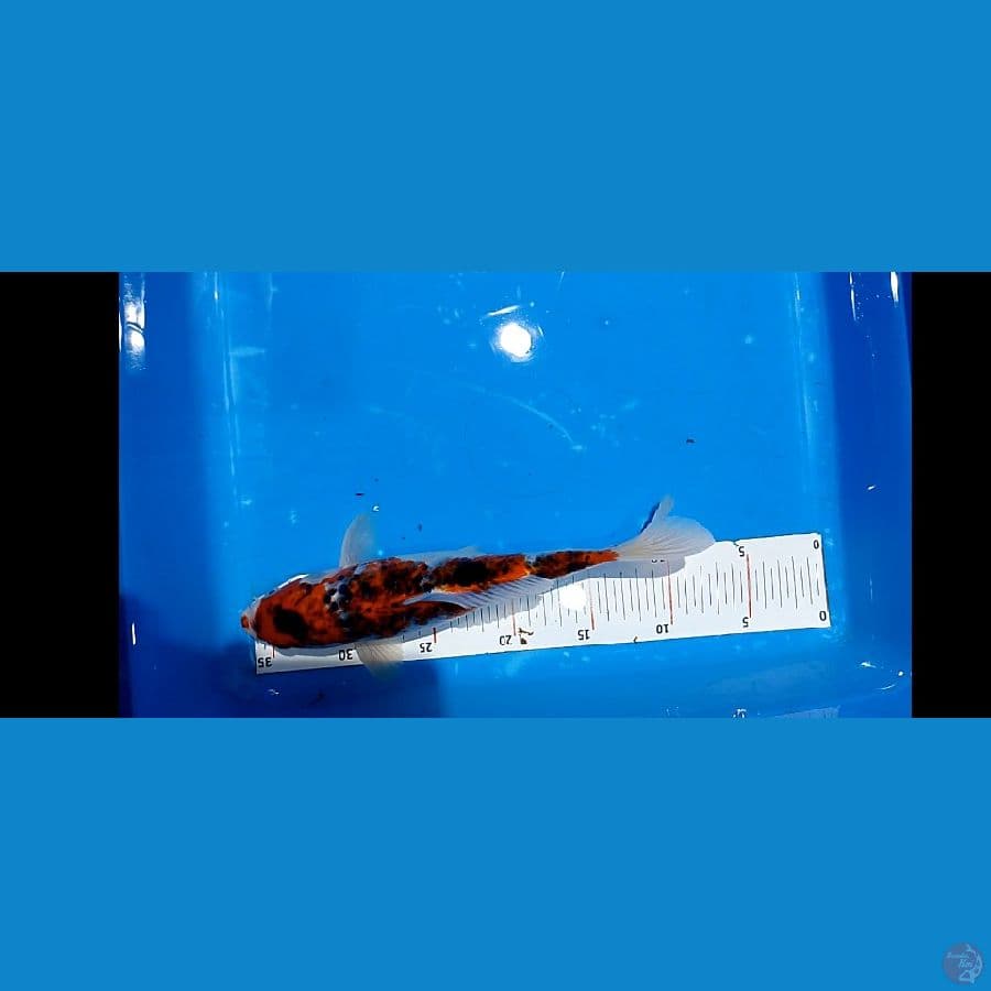 29 cm