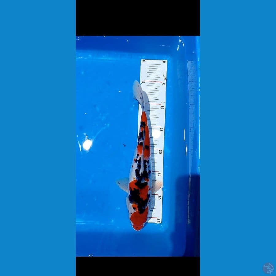 sangke 31 cm