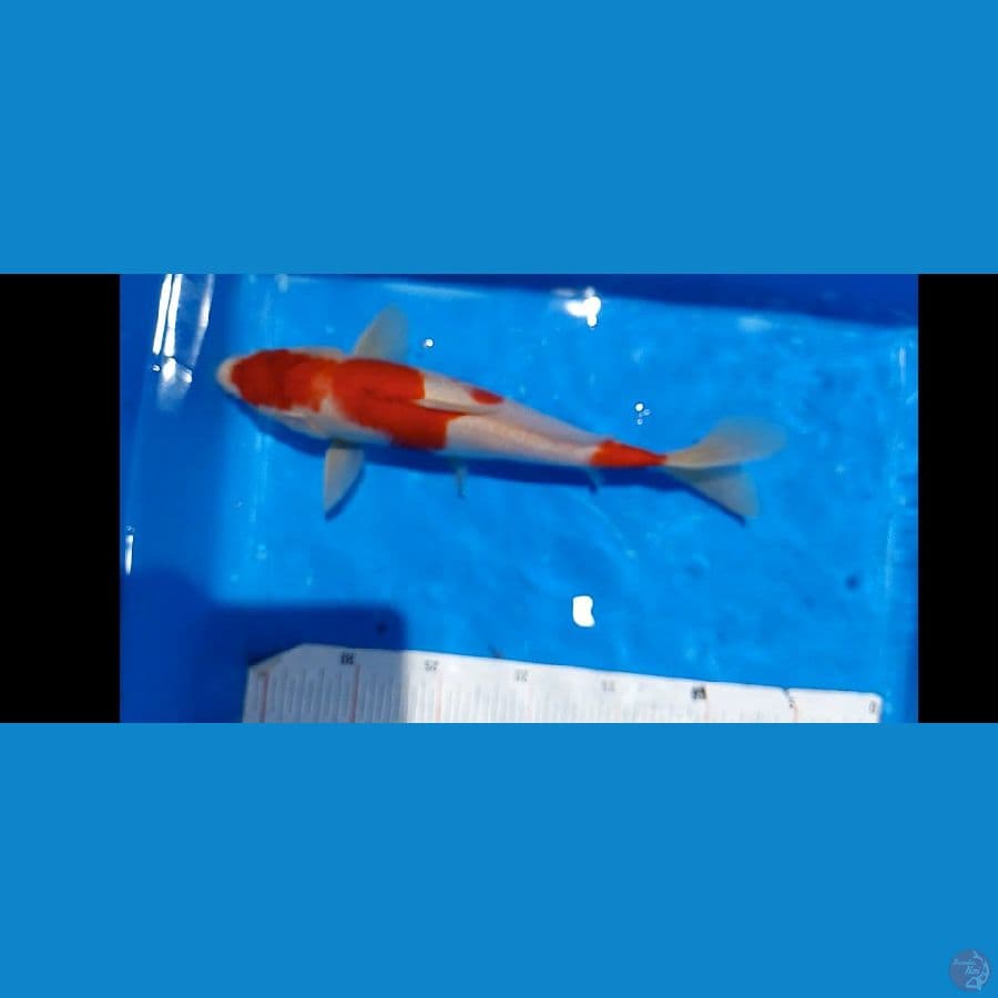 kohaku 31 cm