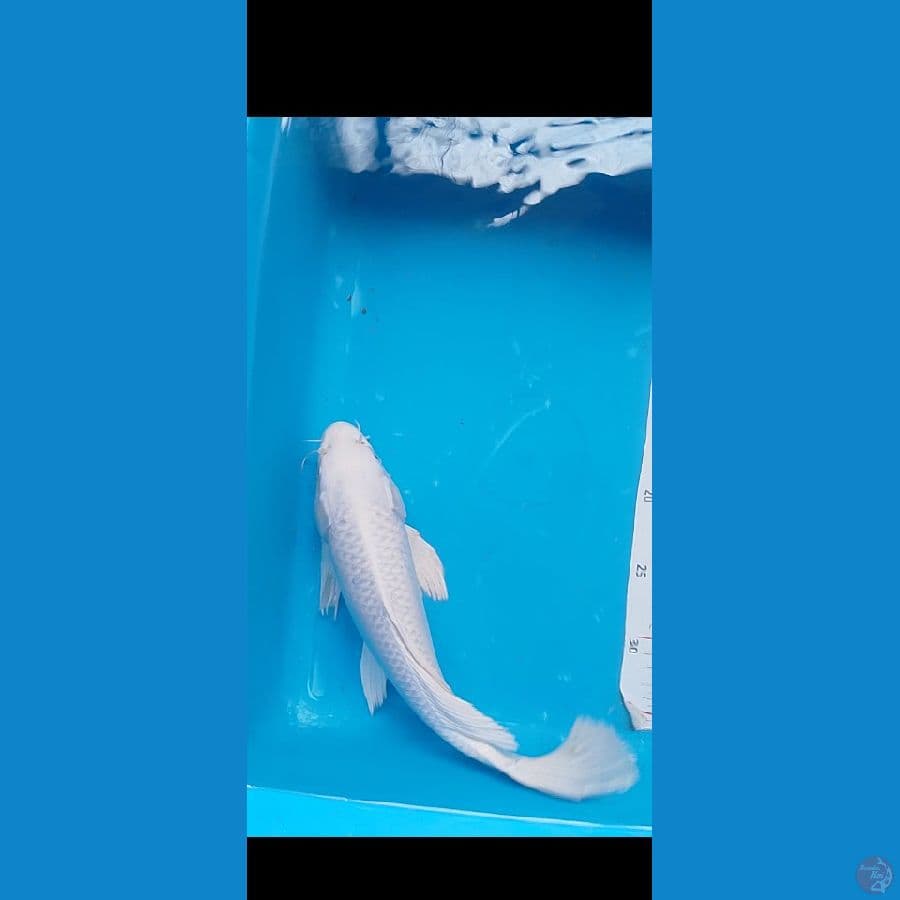 33 cm selayer