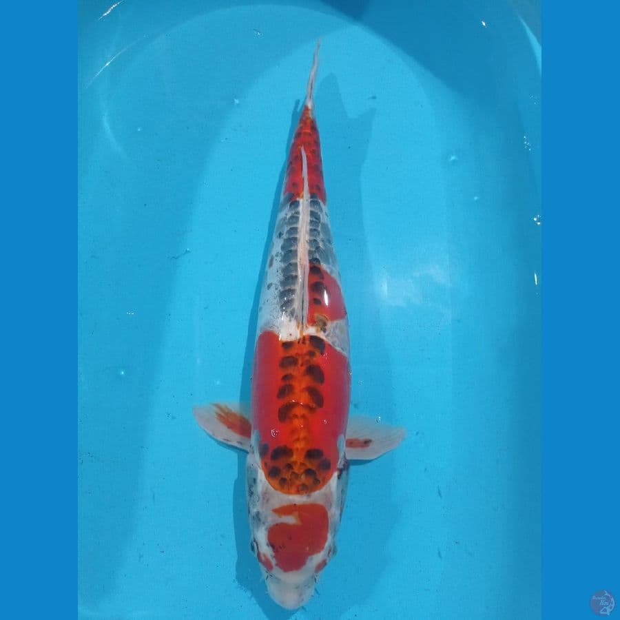 KUJAKU DOIT 58CM