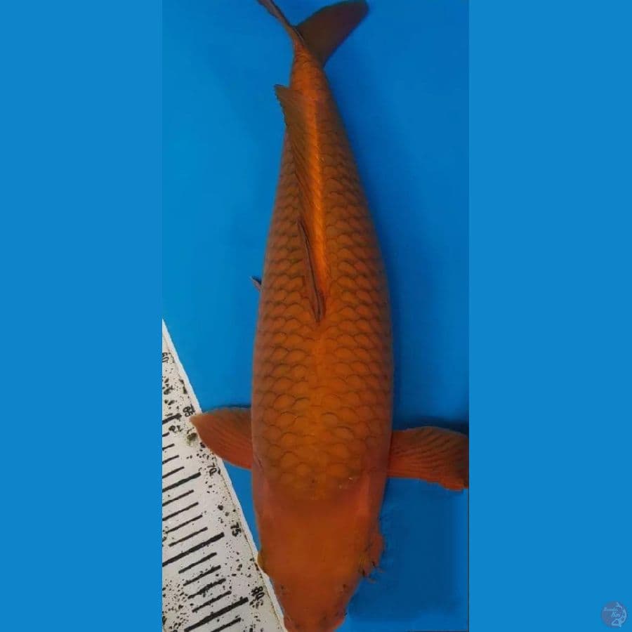 CAGOI TEMBAGA 60CM