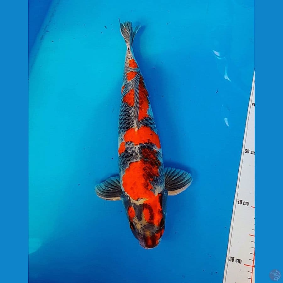 Kage Showa male 47Cm