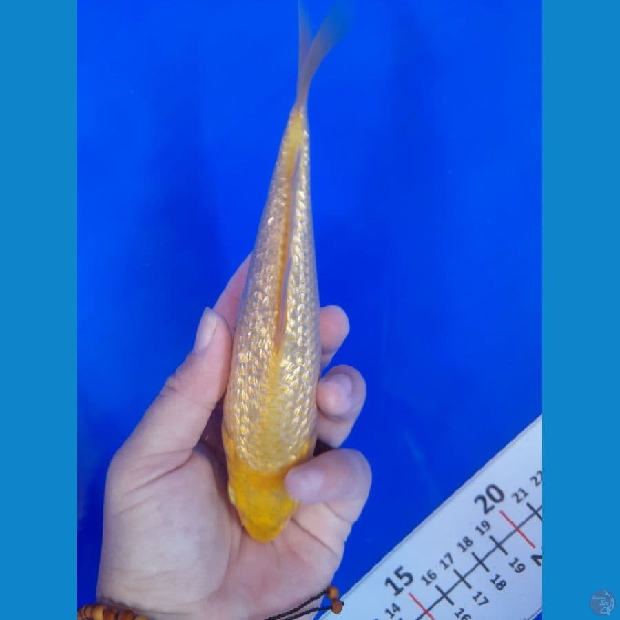 18cm Minion Karasi corn gindrin