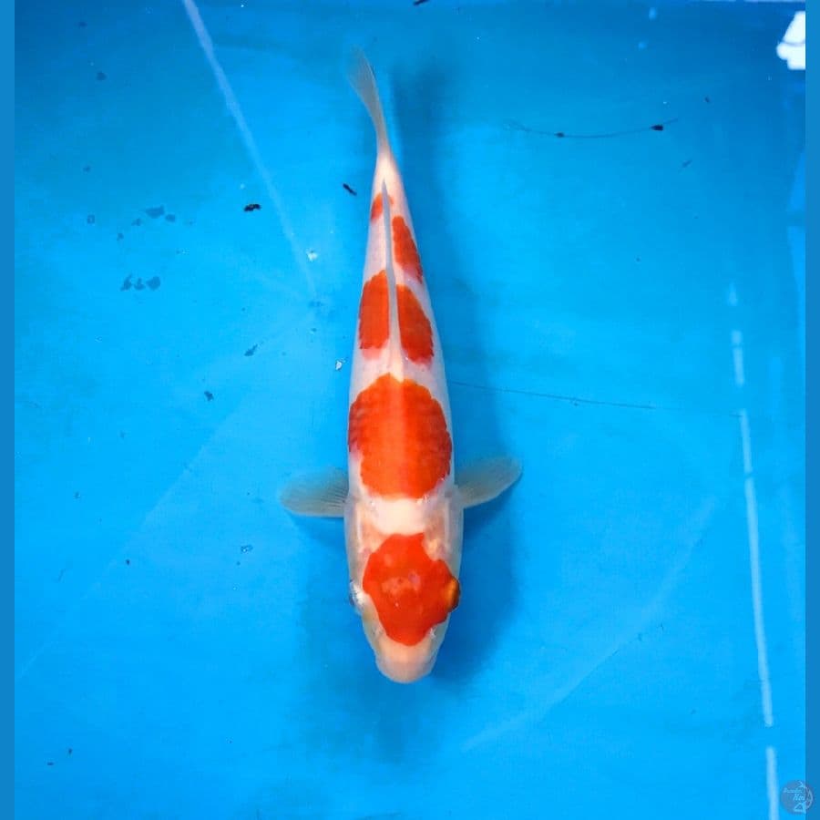 maruten kohaku 20cm