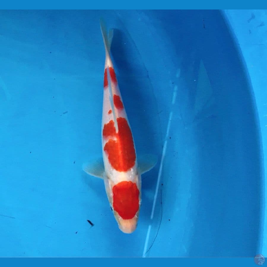 kohaku 18cm