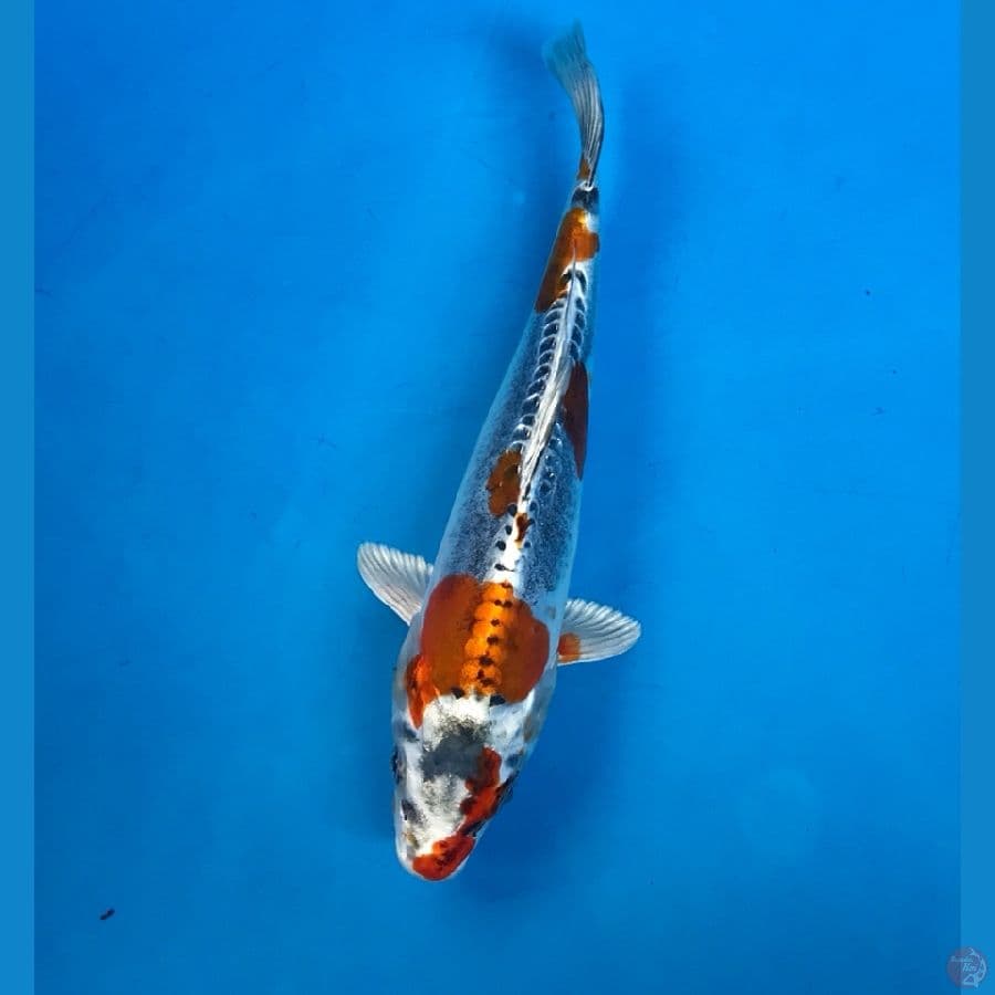 kiko 21cm