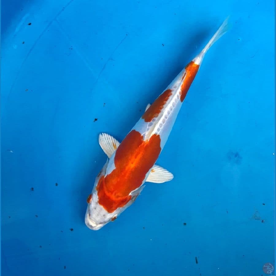 kikushui 22cm