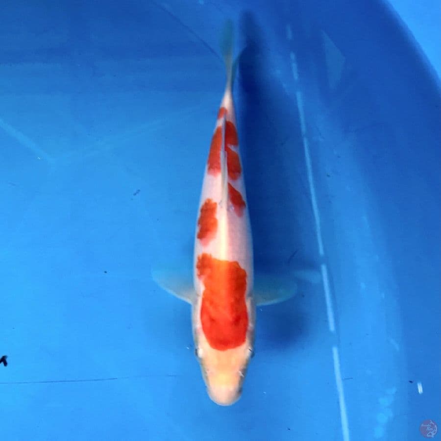 kohaku 18cm