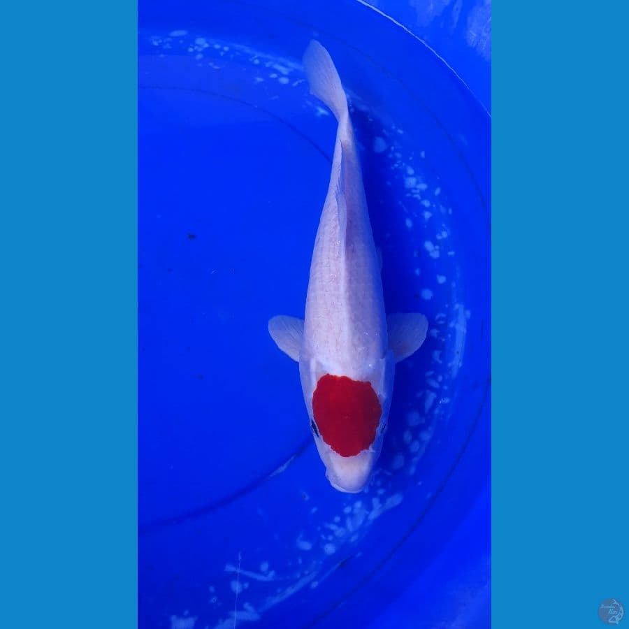 Tancho 40 cm