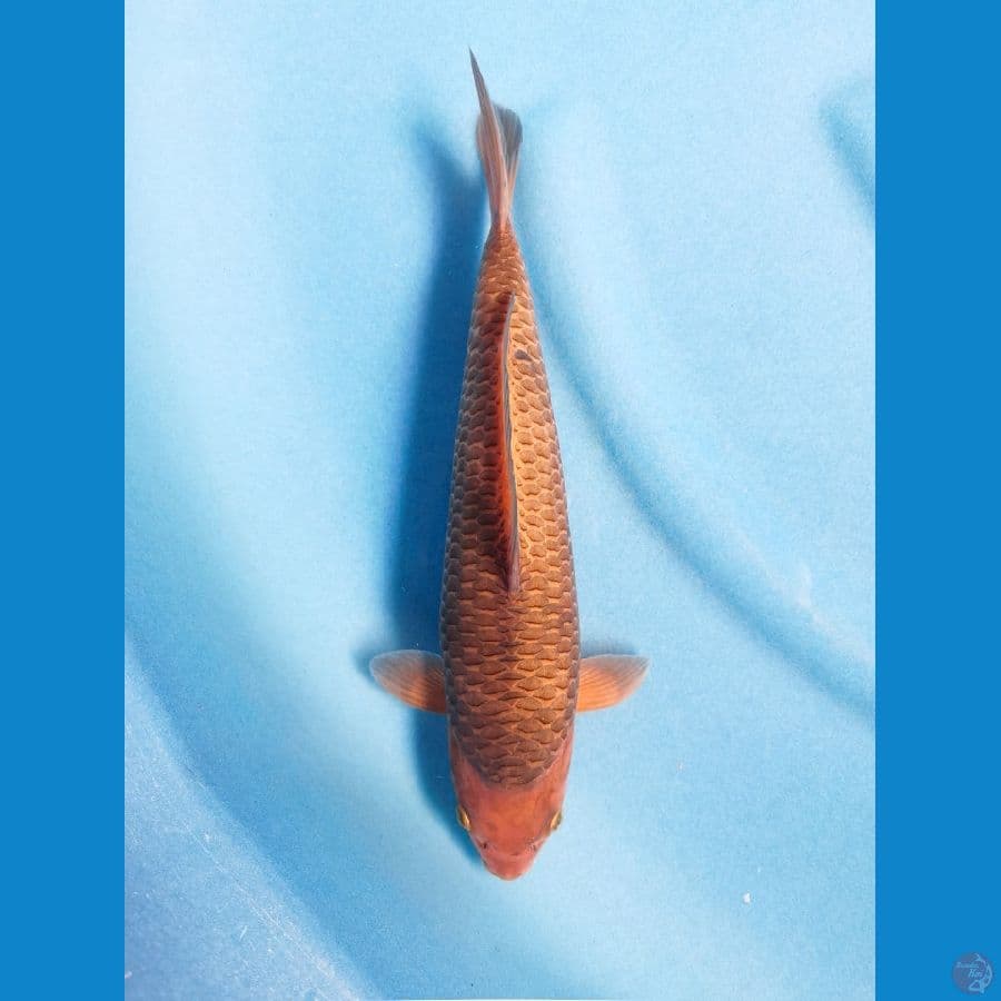 karamel 30cm, HQ