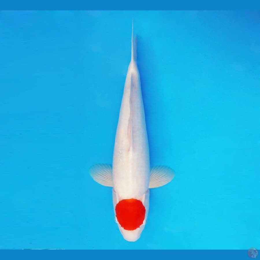 KIRIN 1 - Tancho 38 cm/fm ®