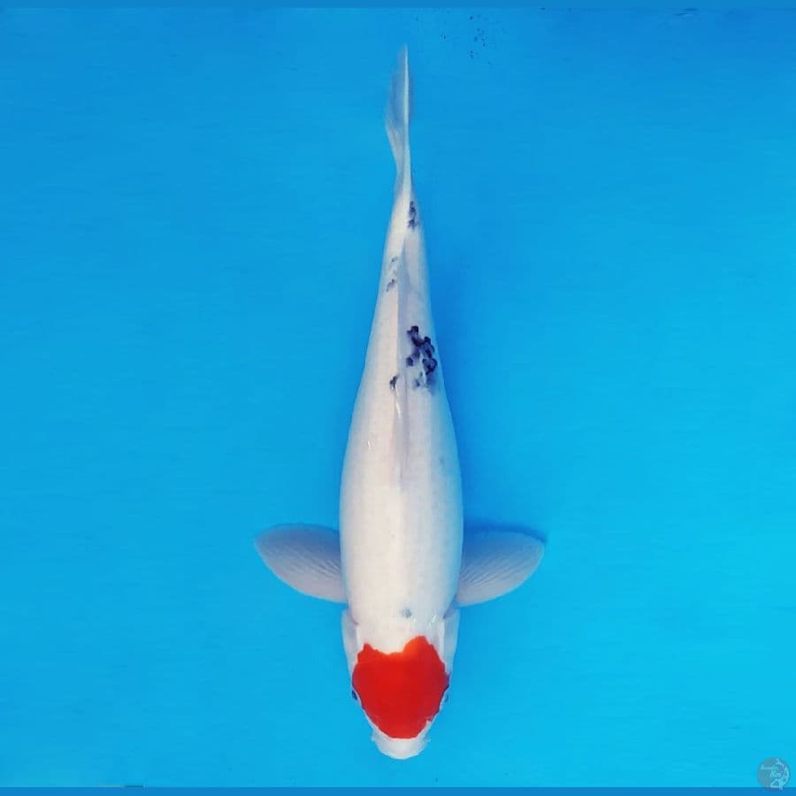 KIRIN 6 - Tancho Sanke 35 cm/male ®