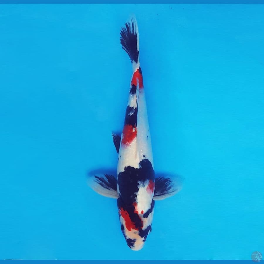 KIRIN 9 - Kindai Showa 33 cm/male ®