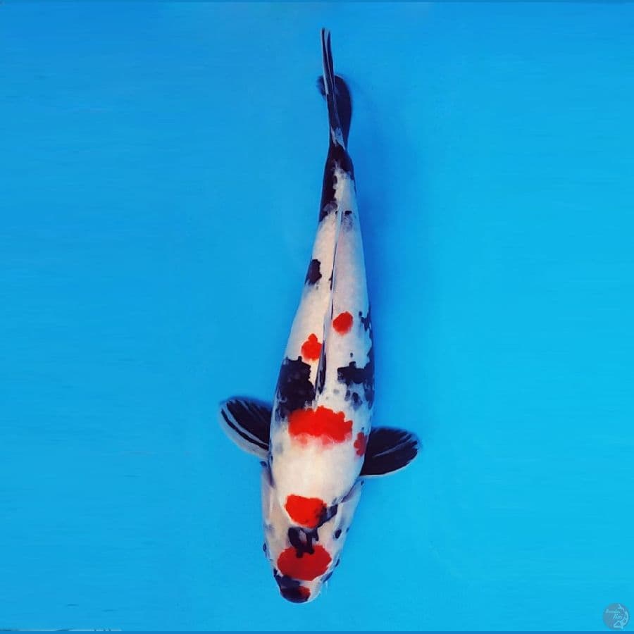 KIRIN 12 - Kindai Showa 34 cm/fm ®