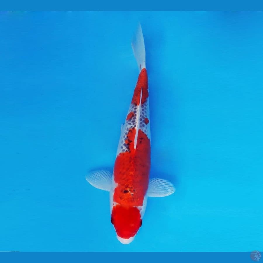 HANA 2 - Gishiki 34 cm/fm ®