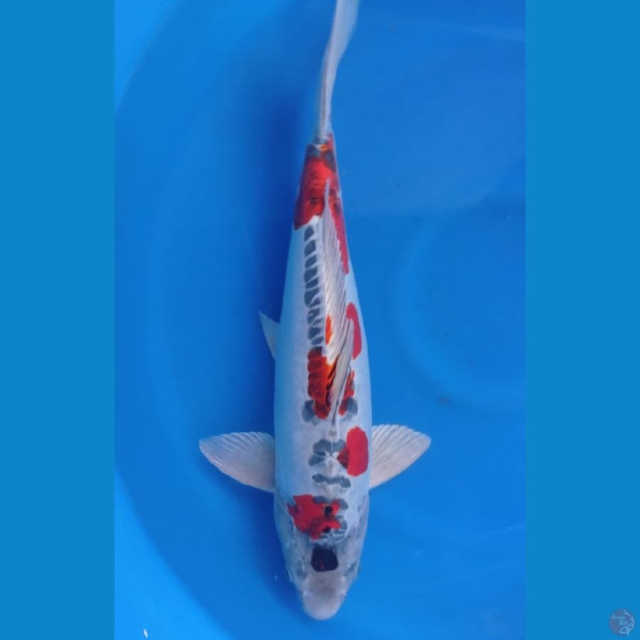 benikiko 50cm