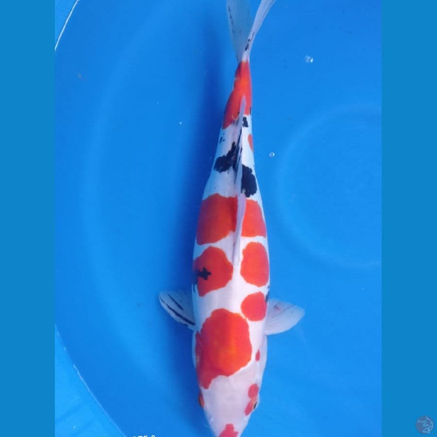 SHOWA DOITSU 46CM