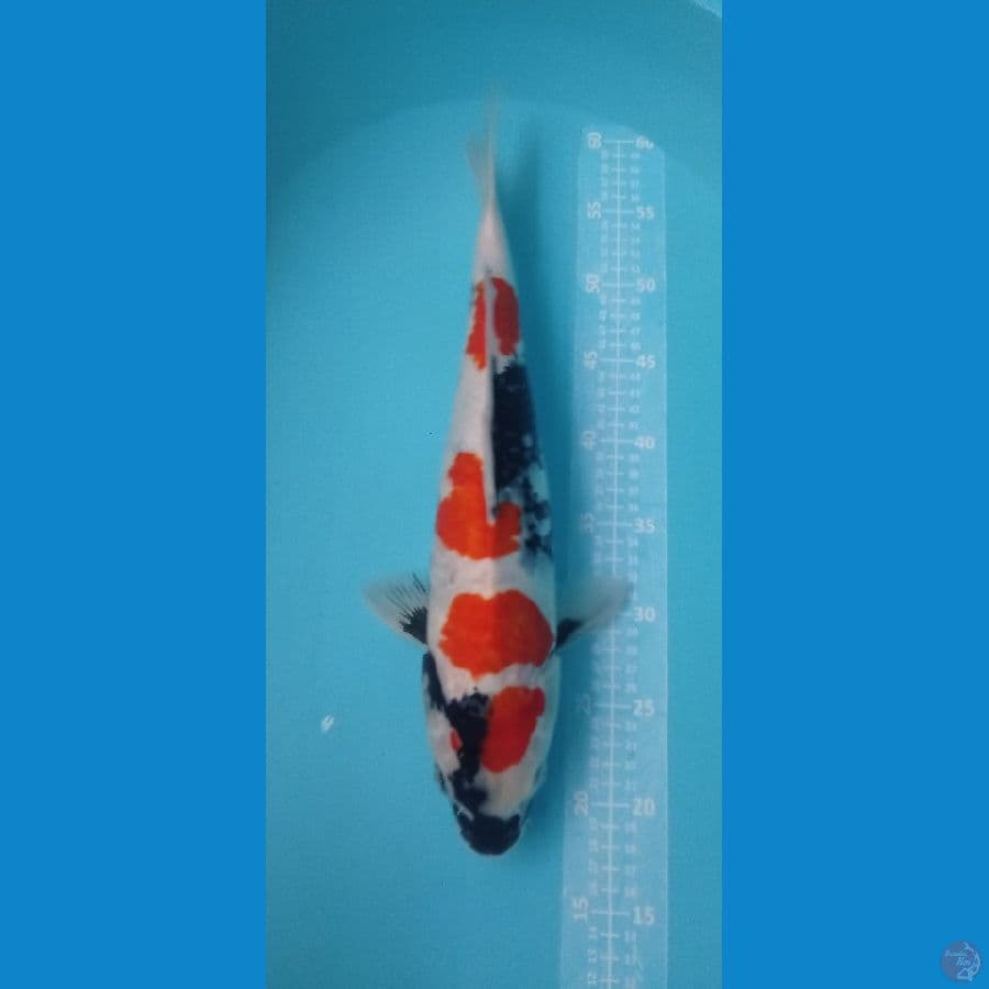 KINDAI SHOWA 45CM