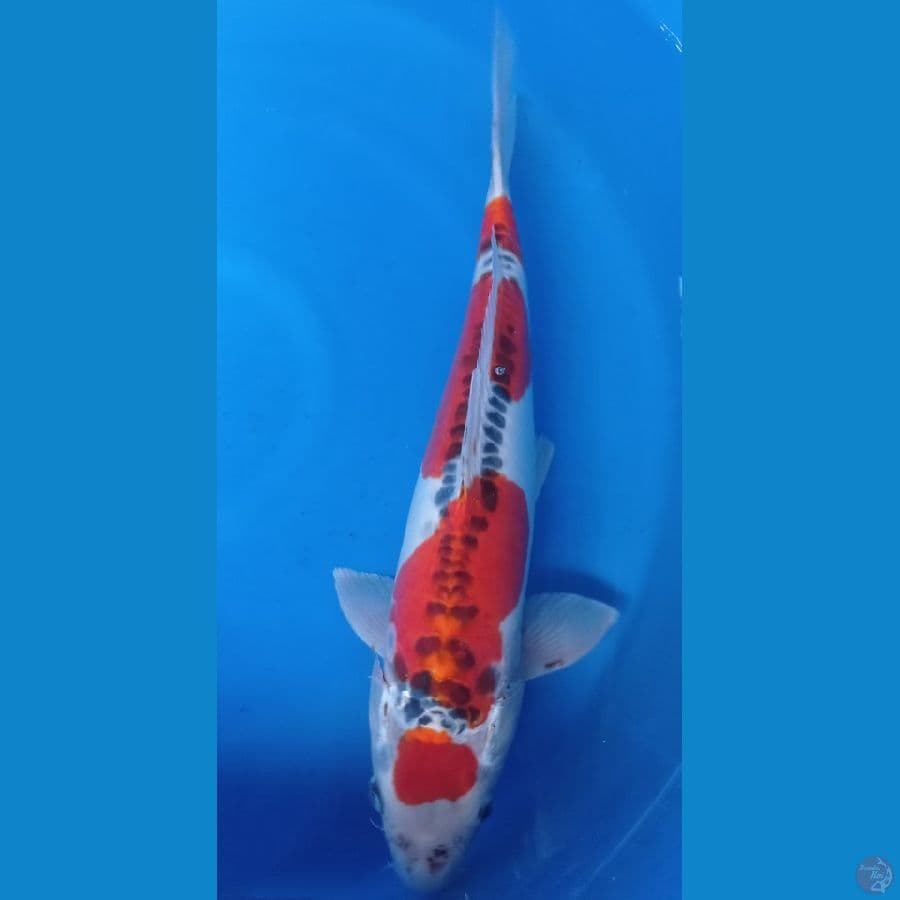 kujaku doitsu 50cm