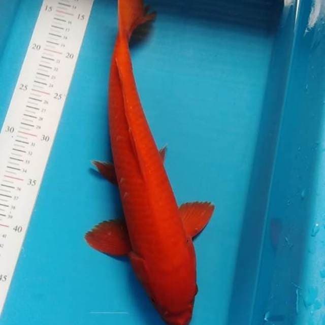 Benigoi jumbo bles, merah tembus bawah