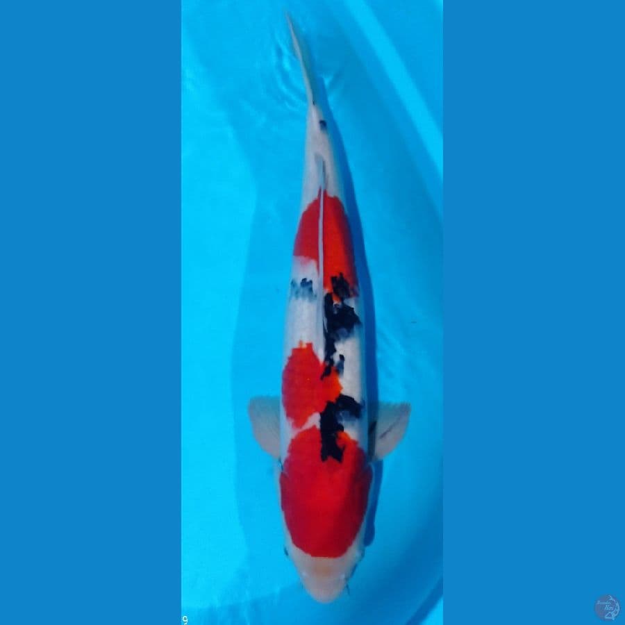 PEJANTAN SANKE 55CM