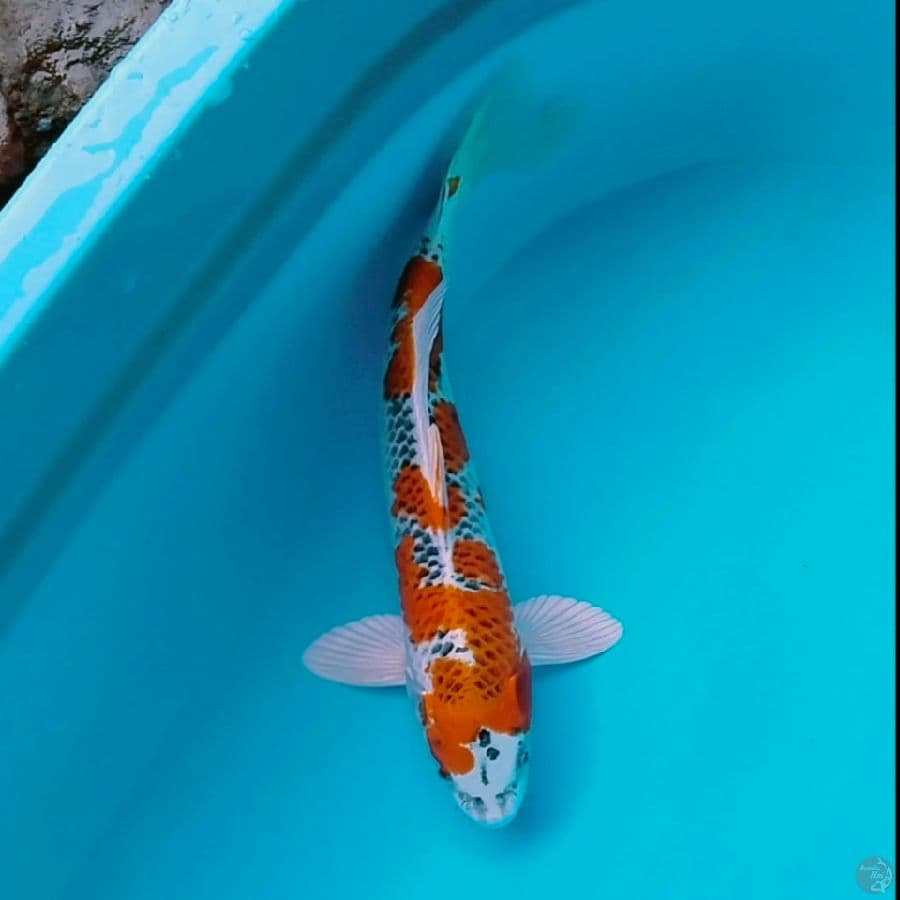 kujaku 34cm