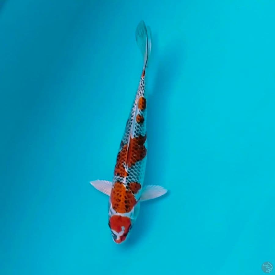 kujaku 31cm