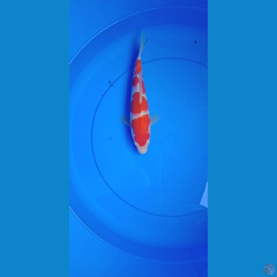 kohaku male tingal poles 25cm
