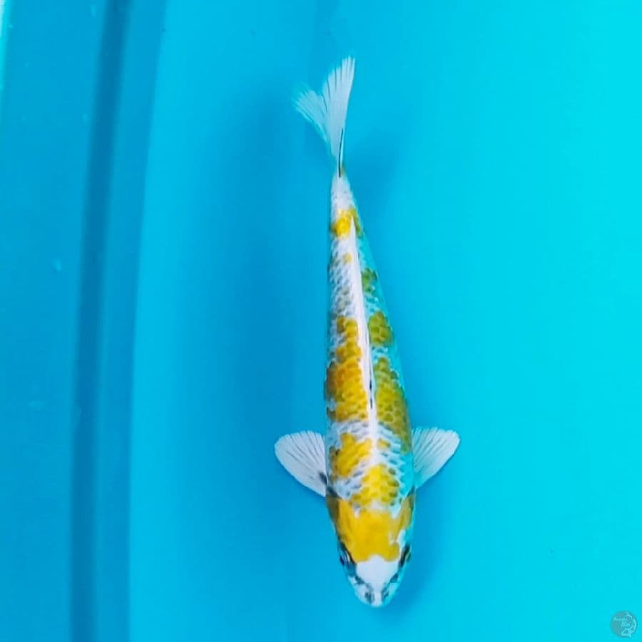 kujaku kirin 26cm