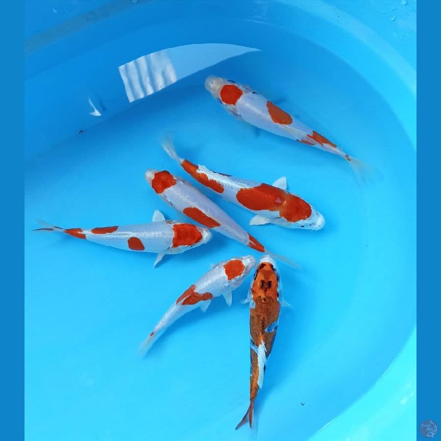 Mix koi
