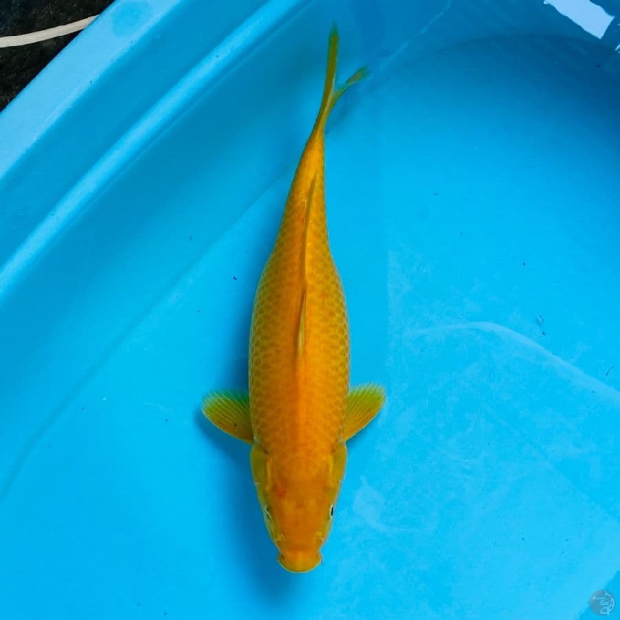 karasi F 34cm
