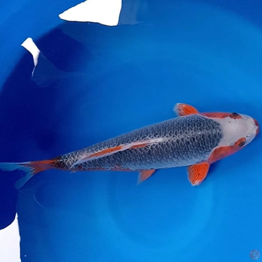 BABYFACE HQ ASAGI 42CM Male .