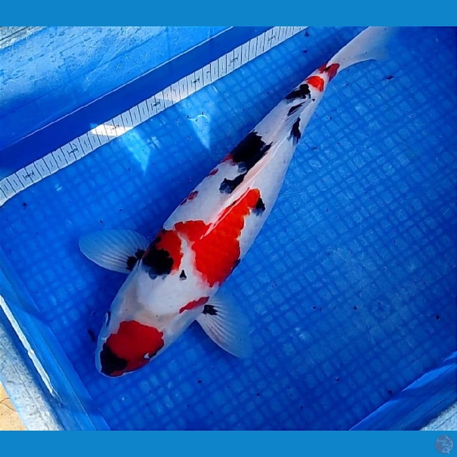 KINDAI SHOWA 50CM | Female