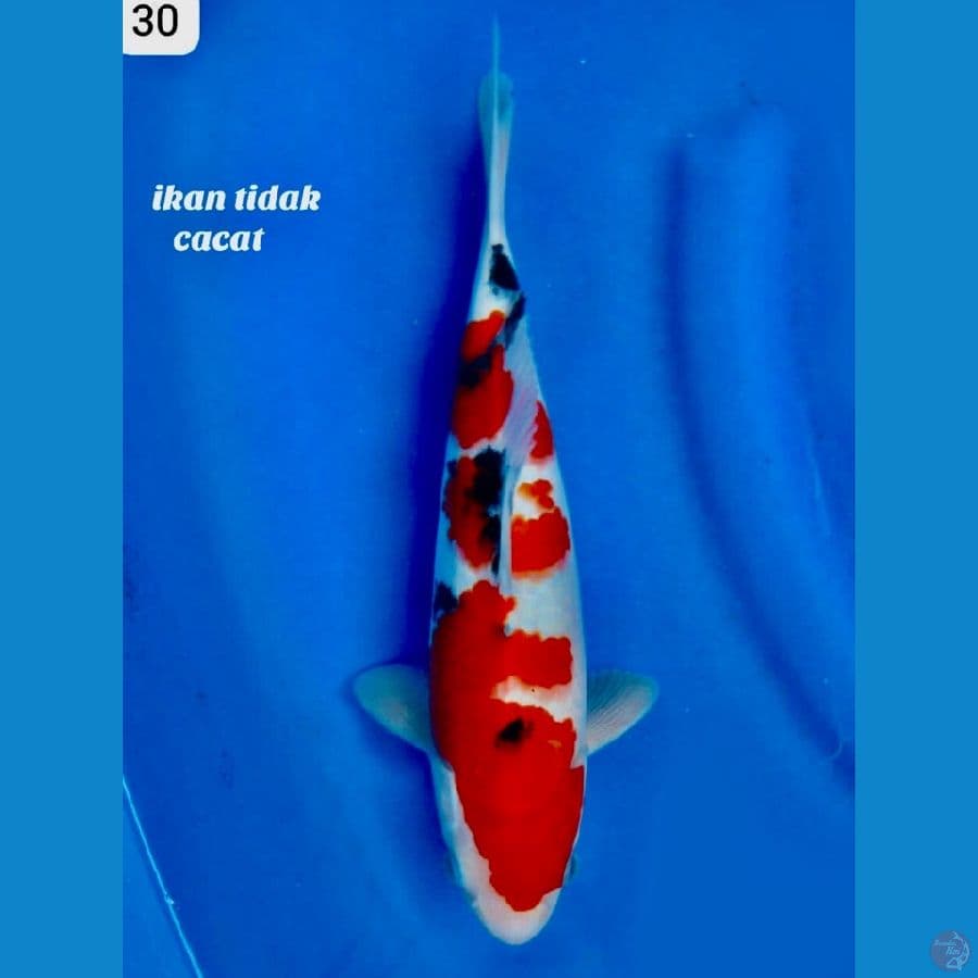 Sanke HQ Ori , Male 30cm