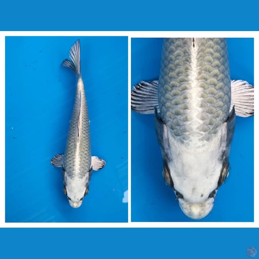 SILVER FOXS 25BU
