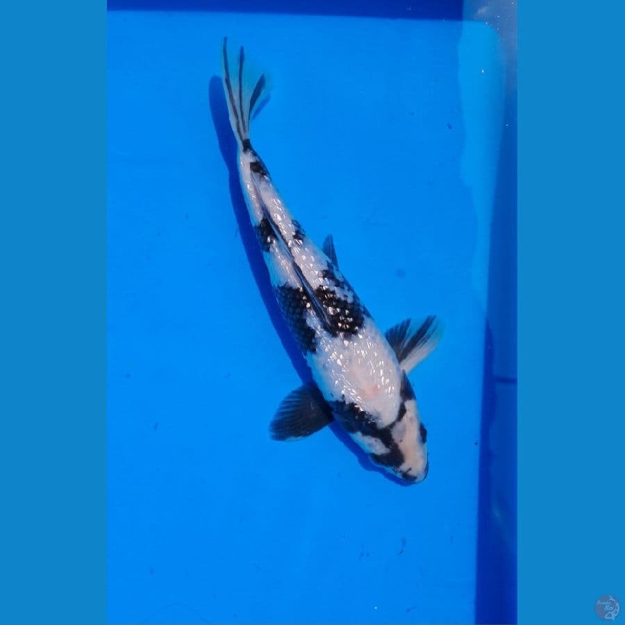 full Padet Ginrin Shiro 28cm