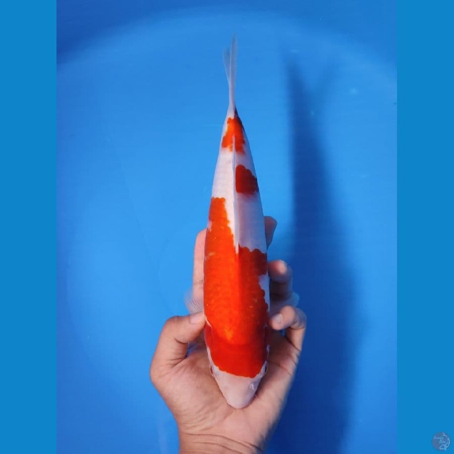 KOHAKU 27CM - FEEMALE