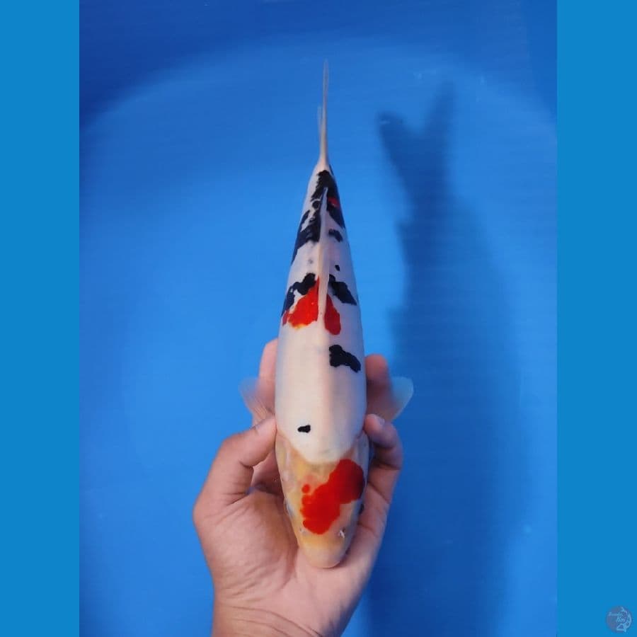 MARUTEN SANKE 30CM - MALE