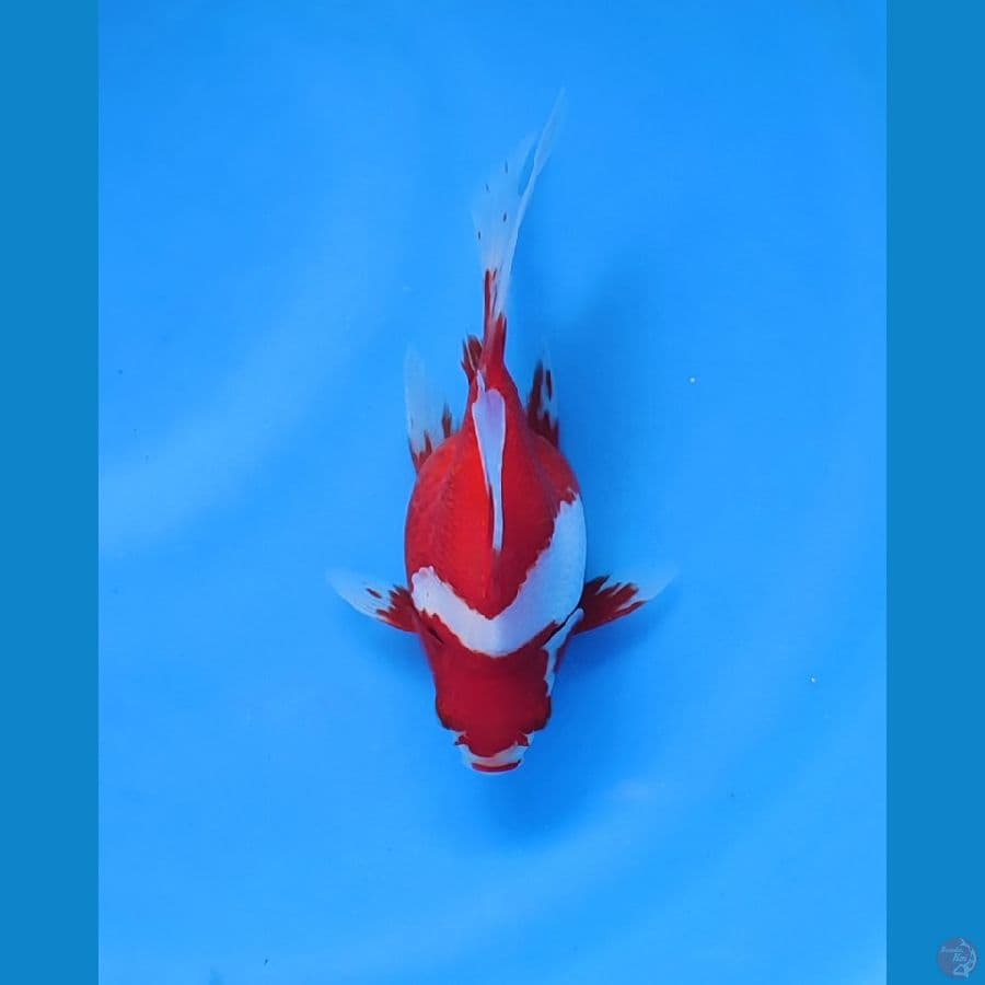 tamasaba 15cm