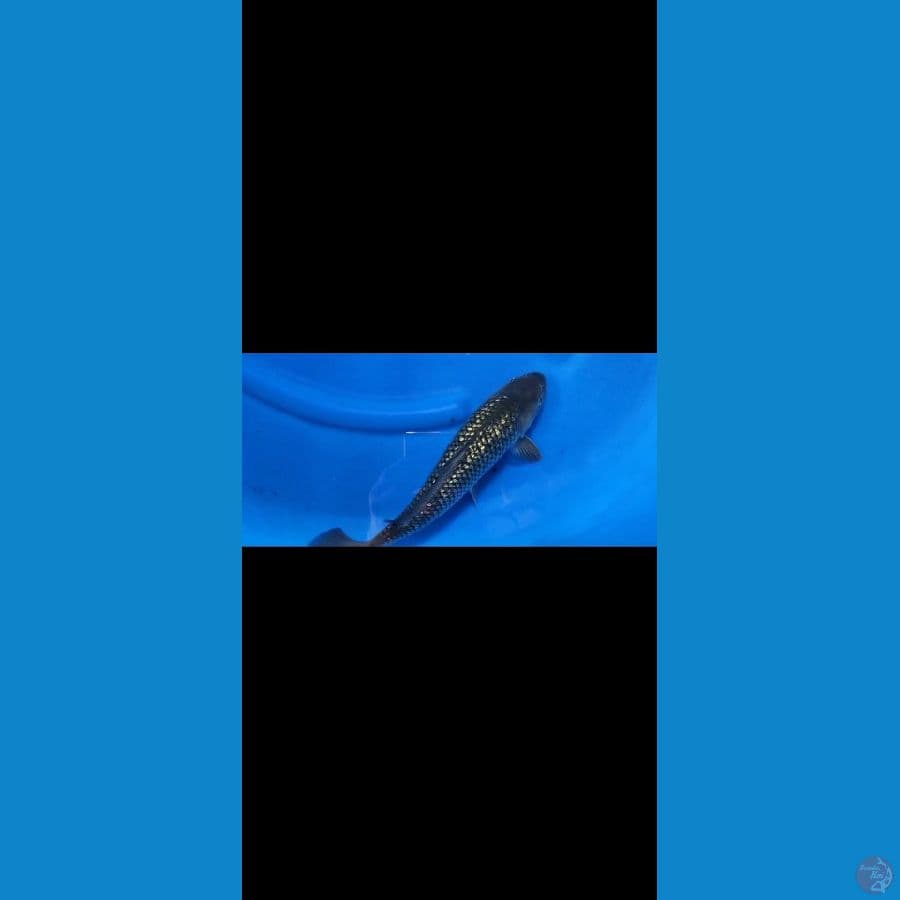 kenzo koi