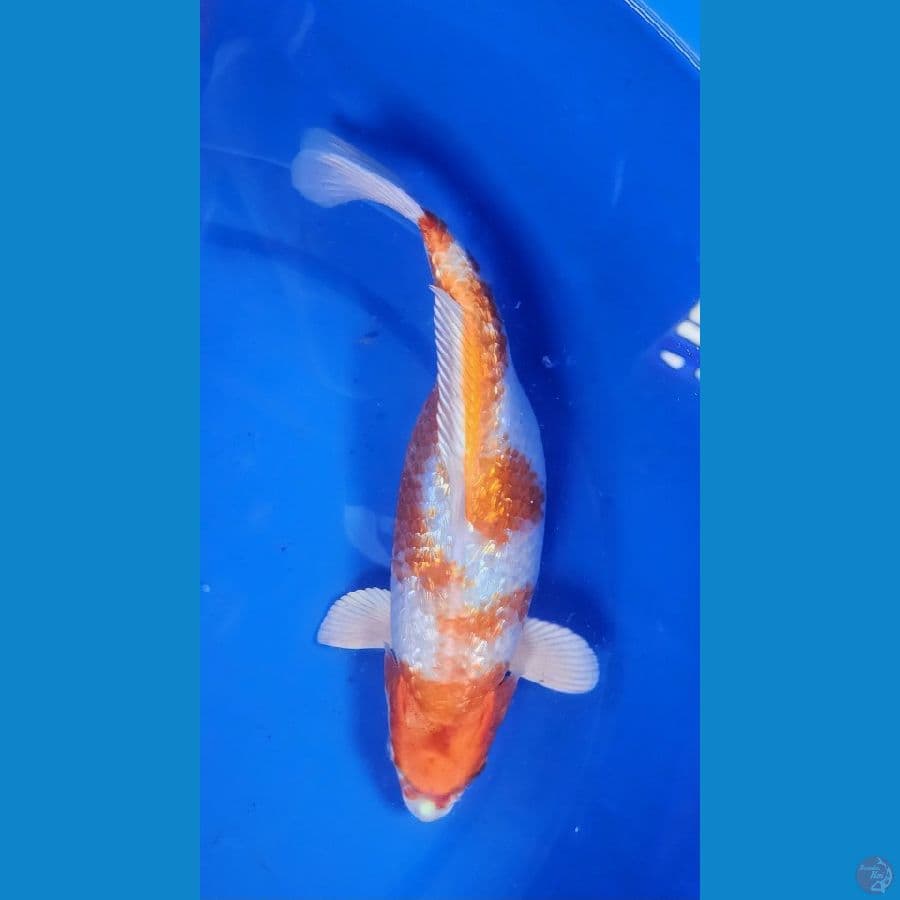 35cm hariwake ginrin