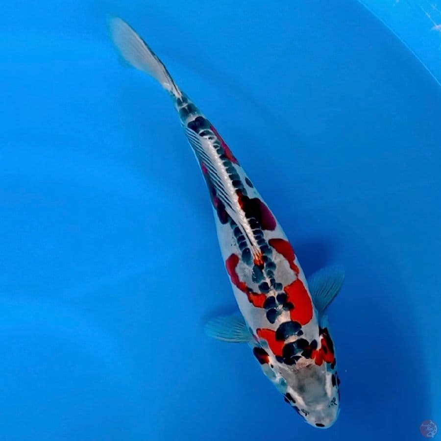 super kawari 32cm male