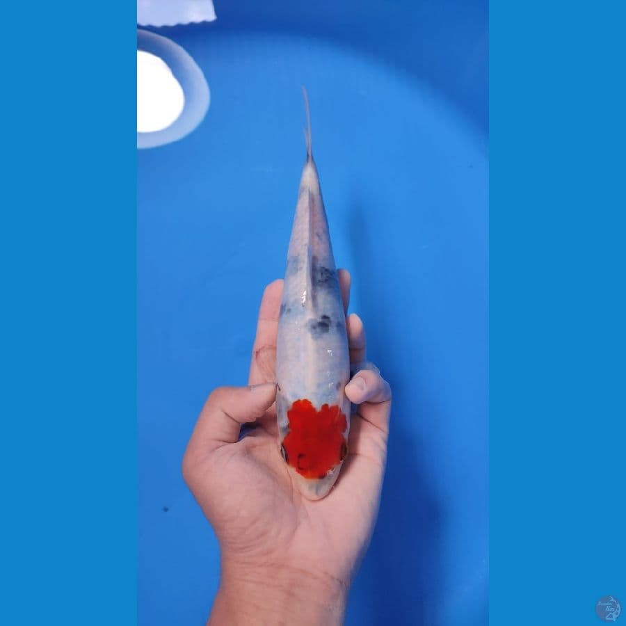 TC SHOWA 24CM - MALE