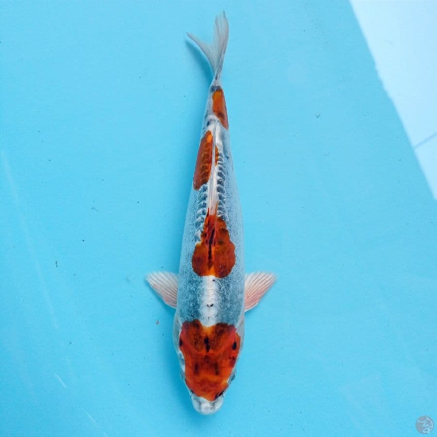 kiko, 22 cm
