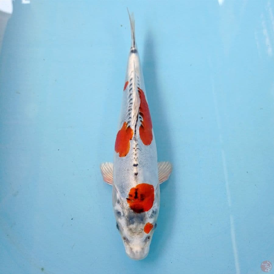 kko, 24 cm